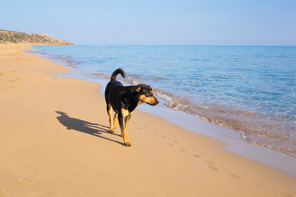 Dog walking on the beach - Stock Photo - Images