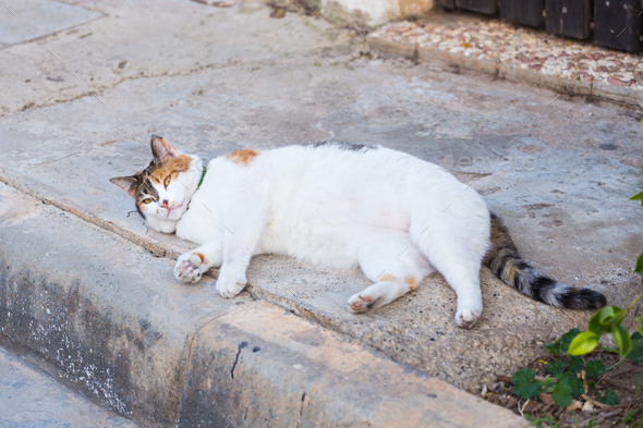 Obesity concept - white fat lazy cat in the street