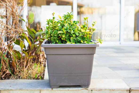 Green potted plants outdoor - Stock Photo - Images