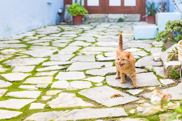 adorable meowing red kitten outdoors