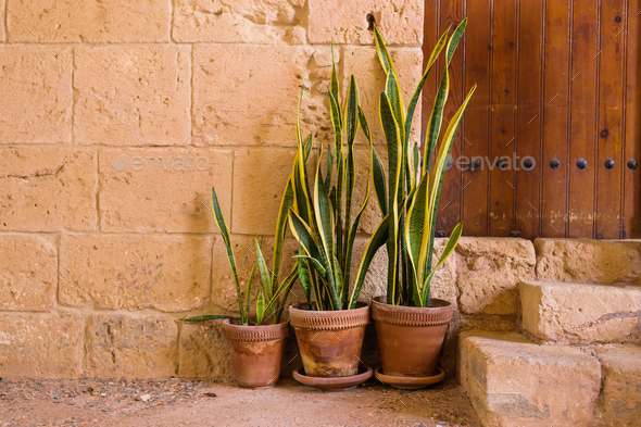 Green potted plants In front of the building entrance.