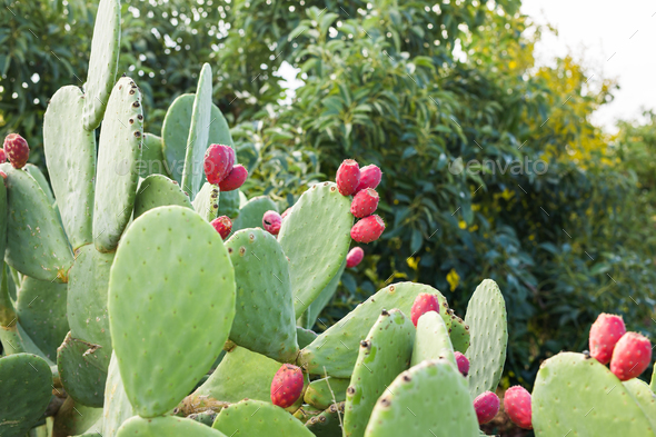 Prickly pear cactus with fruit