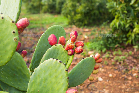 Prickly pear cactus with fruit
