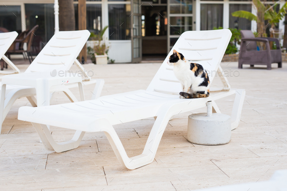 Cute cat sitting on white chair near pool, sunny