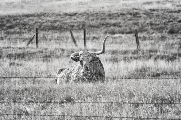 Black and white picture of Texas Longhorn with broken horn. Stock Photo by Maciejbledowski