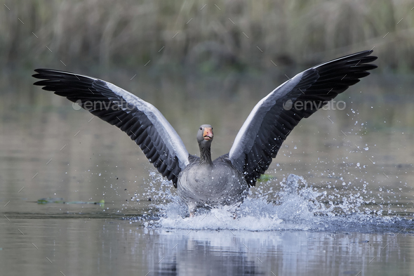 Greylag goose (Anser anser) Stock Photo by DennisJacobsen | PhotoDune