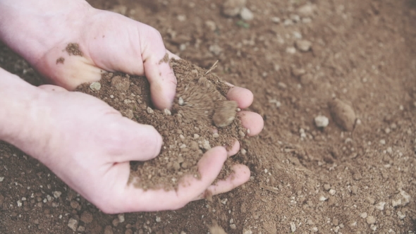 Farmer Examining Soil in Hands alt