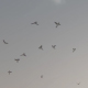 Sunset and Birds - VideoHive Item for Sale