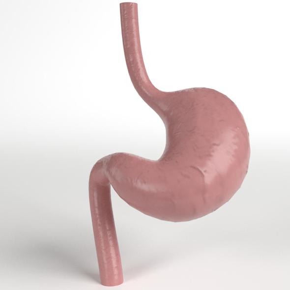 Anatomy - Human Stomach - 3DOcean Item for Sale