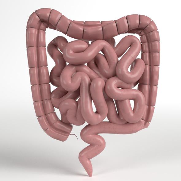 Anatomy - Human Intestine - 3DOcean Item for Sale