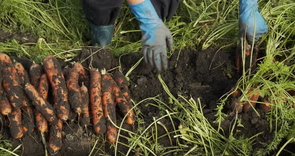 Woman Pulls A Carrot From The Ground alt