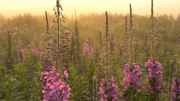 Landscape Flowers of Blooming Sally at Sunrise. alt