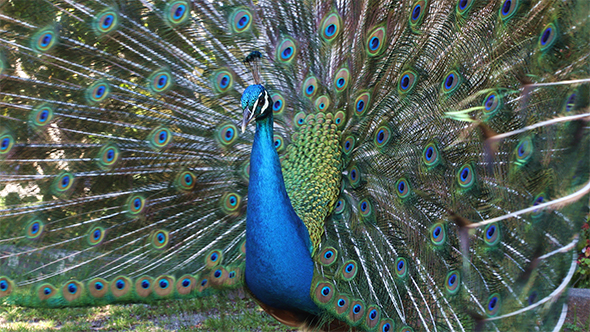 Beautify Peacock Displaying