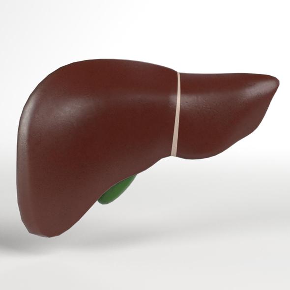 Anatomy - Human Liver and Gallbladder - 3DOcean Item for Sale