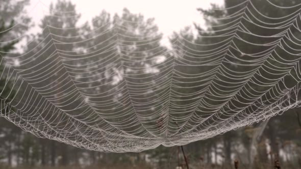 Large Cobweb in Droplets of Dew Against alt