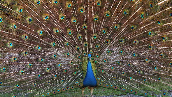 Male Blue Peafowl Displaying