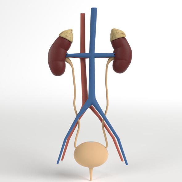 Anatomy - Human Kidney and Urinary System - 3DOcean Item for Sale