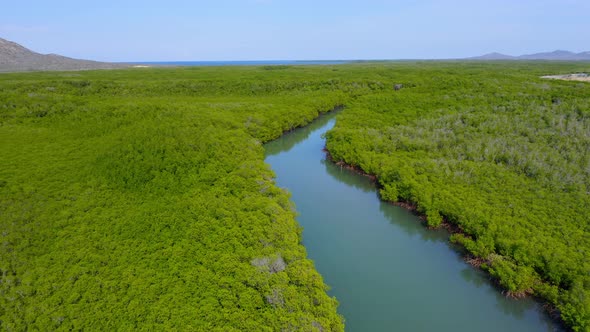 Aerial flyover tranquil river surrounded by tropical mangroves plants during sunny day at Dominican alt