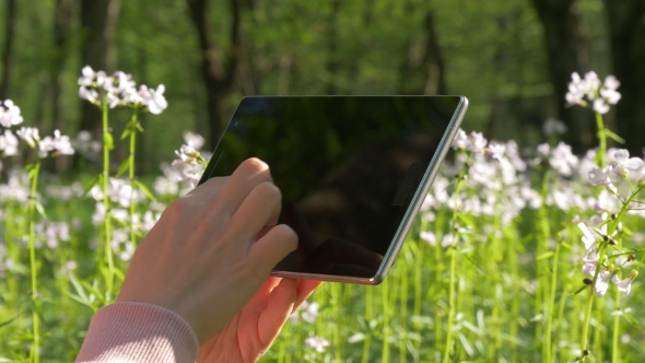 Female Hands Using Tablet Near Flowers and Grass