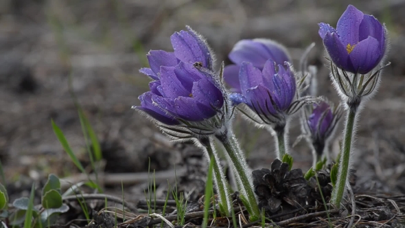 Insects on the Wet Flower, Sleep-grass alt