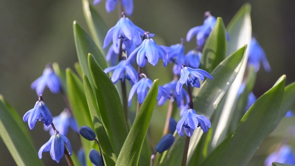 Blue Flowers on a Sunny Day,