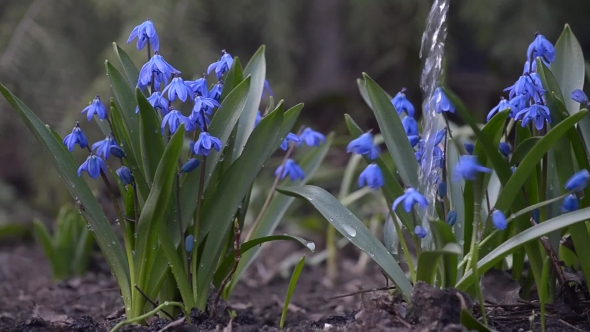 Blue Spring Flowers Watered From a Watering Can