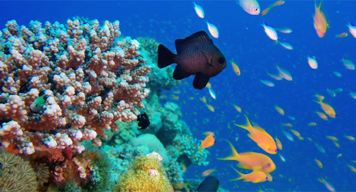 Colorful Underwater Tropical Fish