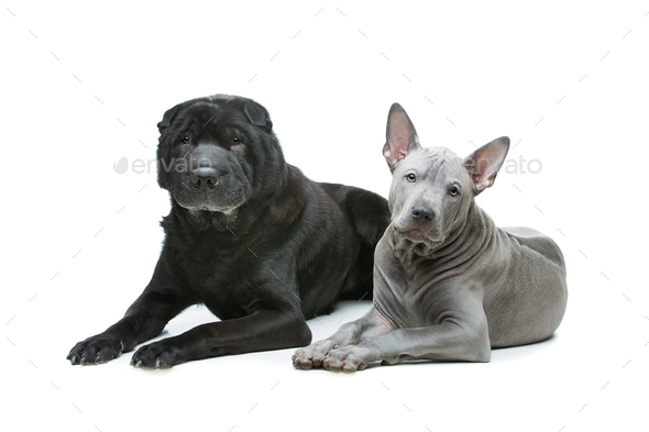 Beautiful dogs isolated on white background - Stock Photo - Images