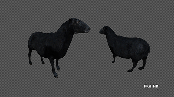 Black Sheep 3D