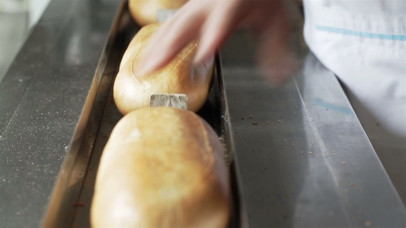 Worker Puts Freshly Baked Rolls On Conveyor For Hermetic Packaging