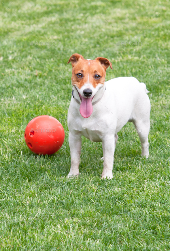 jack russel - Stock Photo - Images