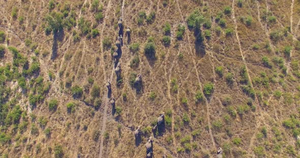 Aerial drone view of a herd of elephants wild animals in a safari in Africa plains alt