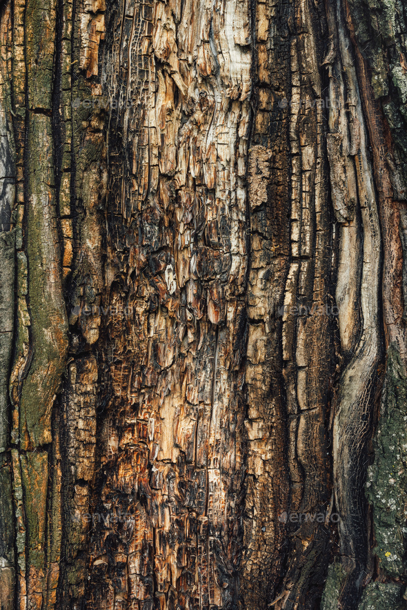 Old Tree Bark Texture Image & Photo (Free Trial)