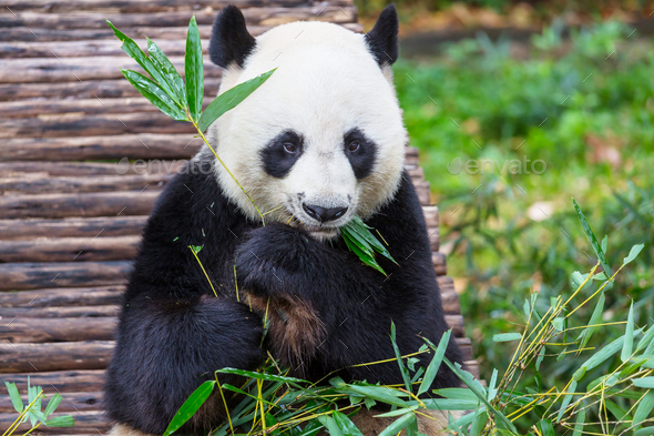 Panda - Stock Photo - Images