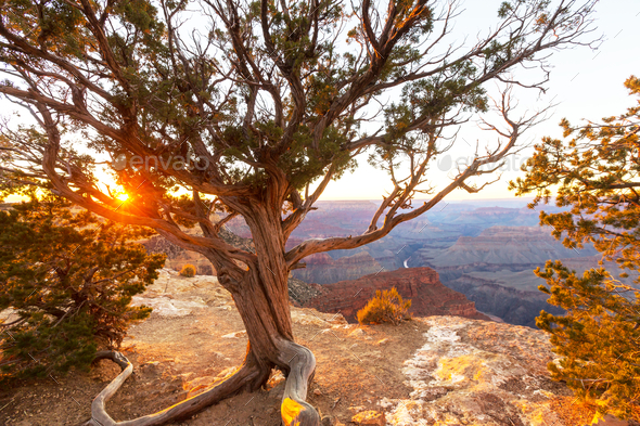 Grand Canyon - Stock Photo - Images