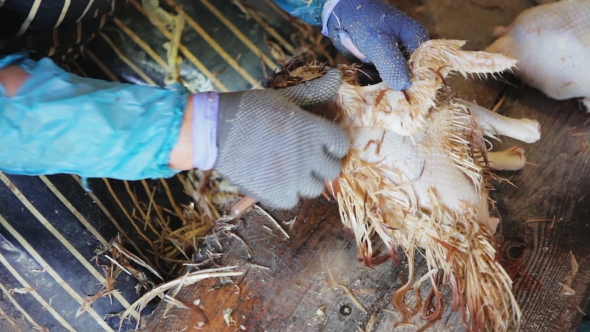 Chicken Plucking Prepare for Cooking, Stock Footage | VideoHive