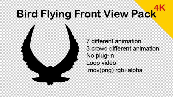 4K Bird Flying Front View