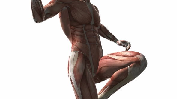 Human Muscle Anatomy by icetray | VideoHive