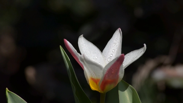 Tulip Blossoms and Insects Fly