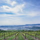 Vineyards - VideoHive Item for Sale
