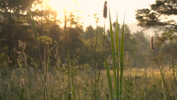 Pine Forest in a Foggy Mist at Sunrise. alt