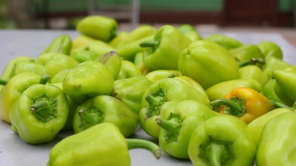 Green Fresh Pepper