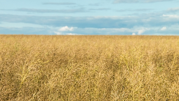 A Large Field of Ripe Wheat alt