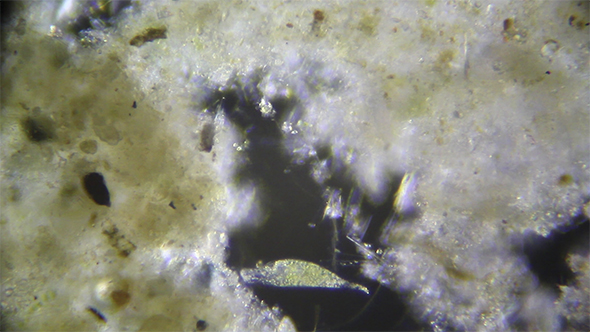 Microscopy: Uroleptus Piscis (Parauroleptus) 03