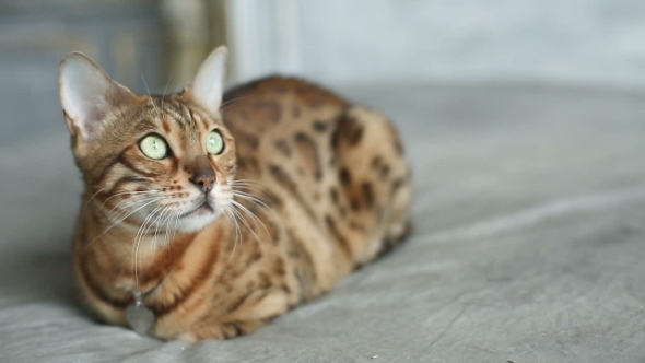 Funny Bengal Cat Lying