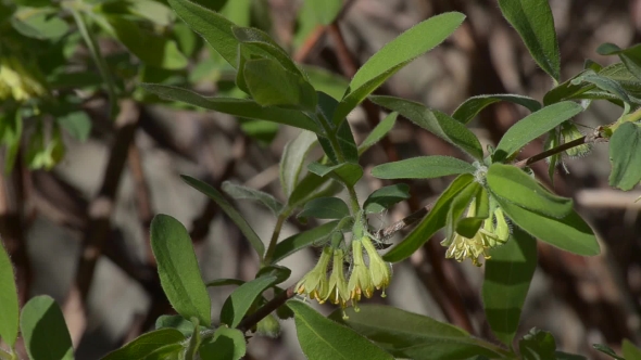 Branch of Blooming Honeysuckle Swinging in the Wind. alt