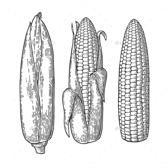 Cob of Corn From the Closed to Cleaned - Food Objects