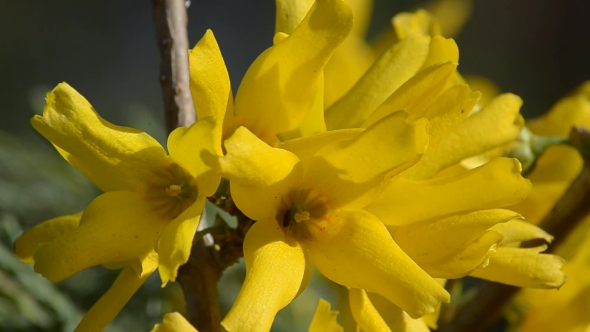 Yellow Forsythia Flowers on the Branch and Ants Crawling, .