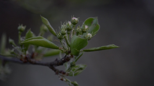 The Flower Buds on the Branch of a Pear Tree. Selective Focus.