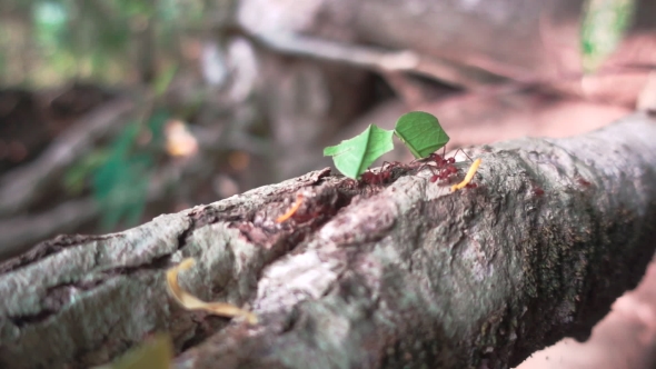 Leaf Cutter Ants Carrying Leaves to Their Nest